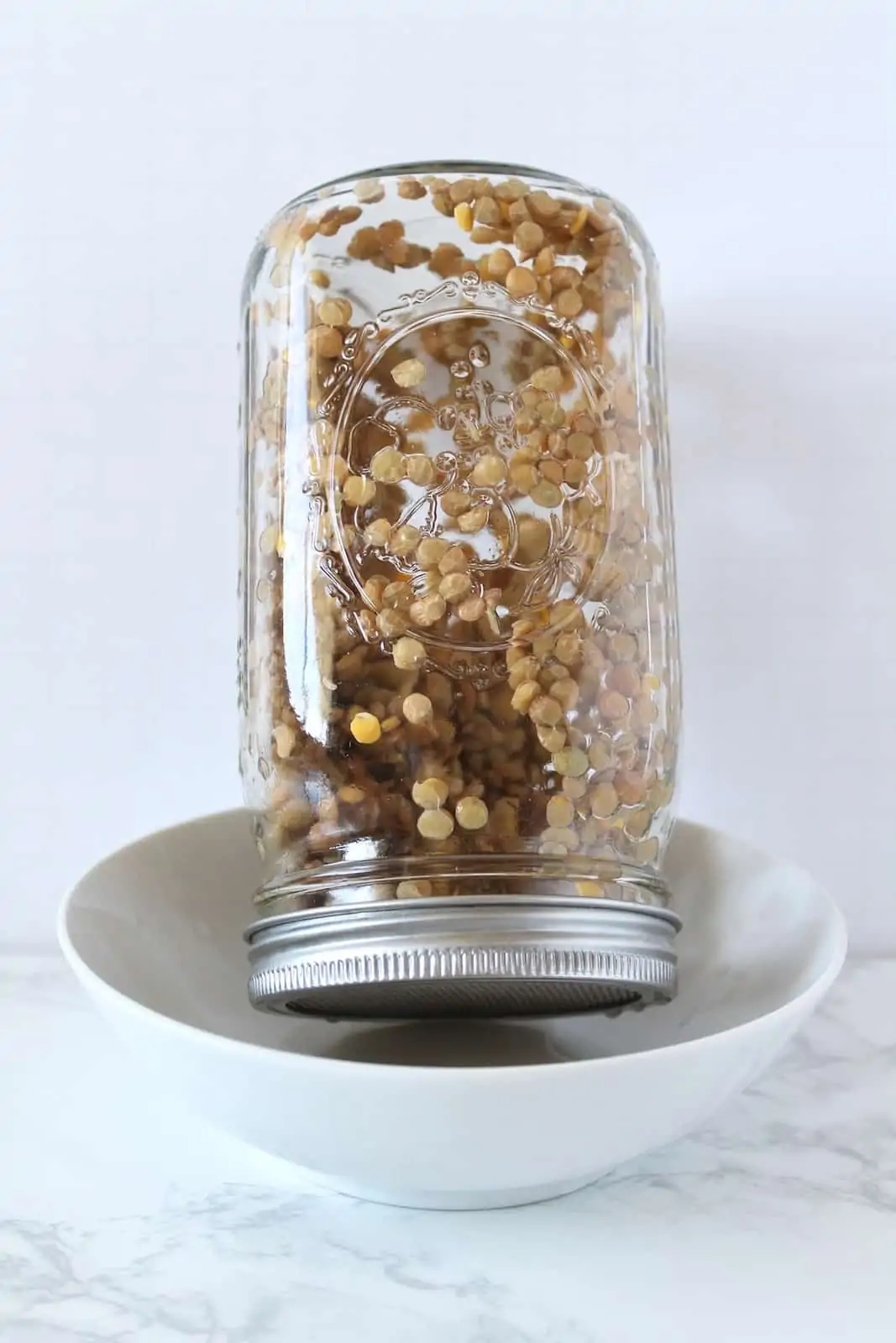 Upside down mason jar filled with brown lentils with a sprouting lid on it resting in a white bowl
