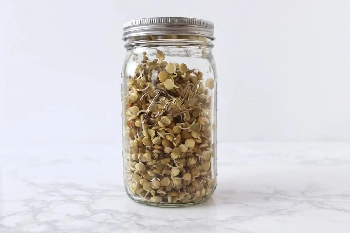 Clear mason jar filled with sprouted lentils on a white marble surface