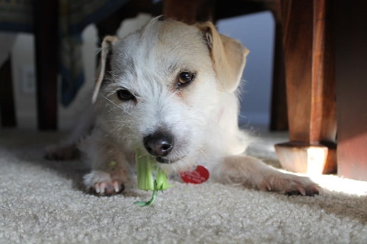 A close up of a dog sitting under a table eating a broccoli stalk