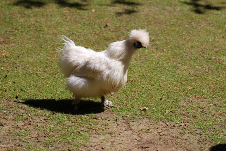 A small white bantam chicken walking on grass