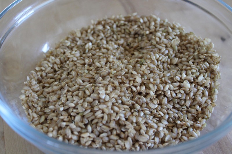 A close up shot of brown rice in a bowl used to make sprouted brown rice flour