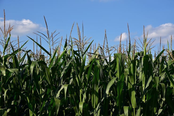 Green field of corn stalks with blue sky above