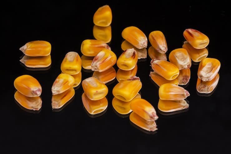 Corn kernels with black background