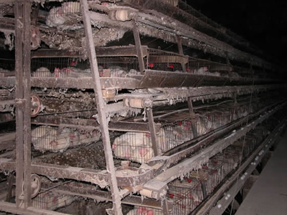 Battery_Cage_02