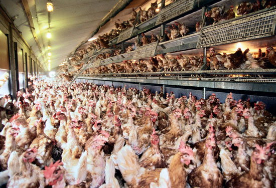 What Is Free-Range Chicken and What Does Free-Range Really Mean?