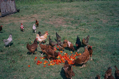 Freerangechickens