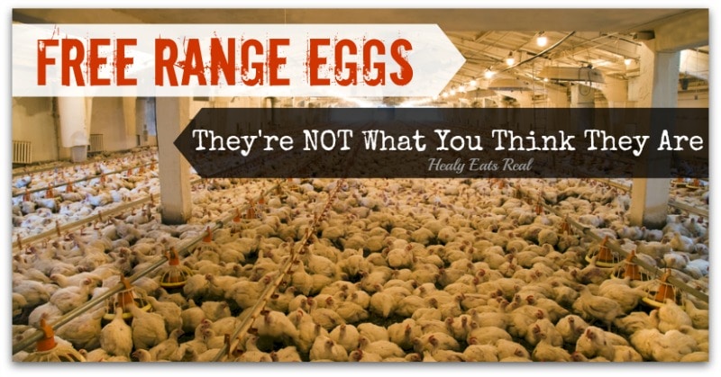 Do chickens actually like being free-range?