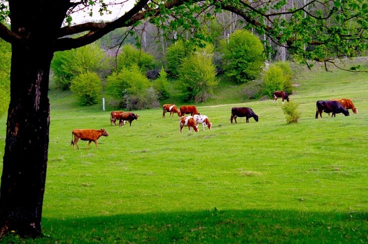 A photo black and brown cows in a green field