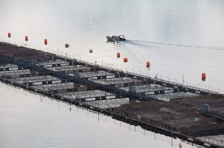Farmed salmon pens with a boat in the background