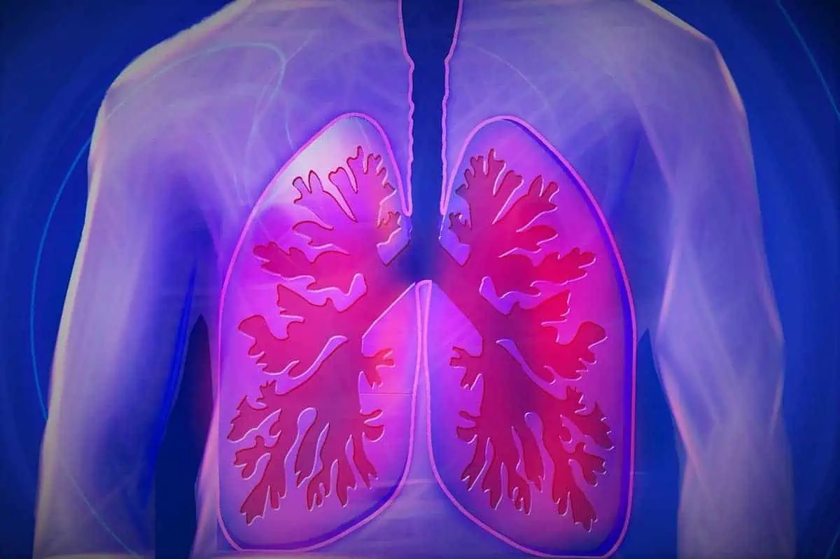 Purple illustration of human lungs