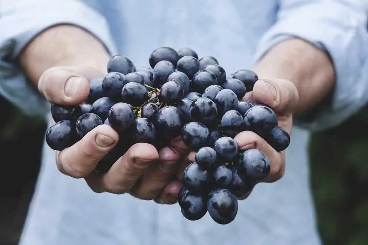 Hands holding a bunch of purple grapes