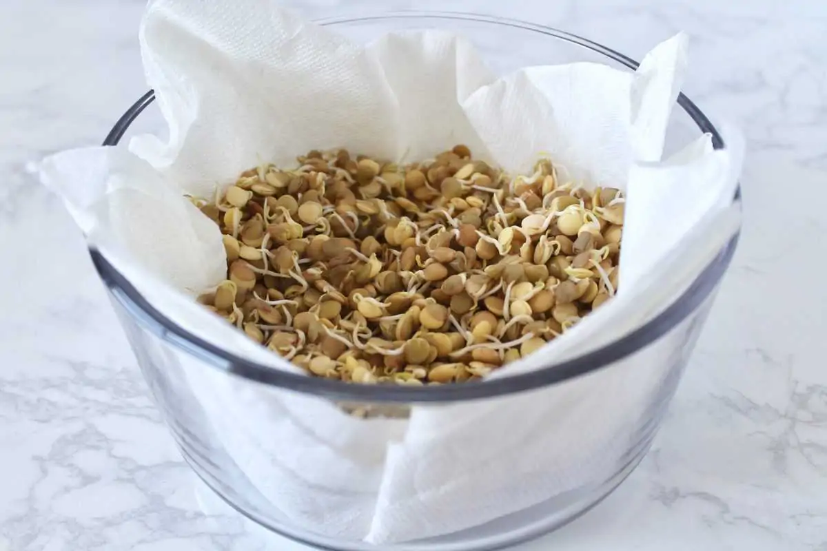 Glass storage container lined with white paper towels filled with green sprouted lentils