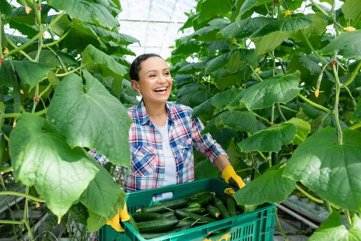A woman holding a basket full of zucchinis in a greenhouse.