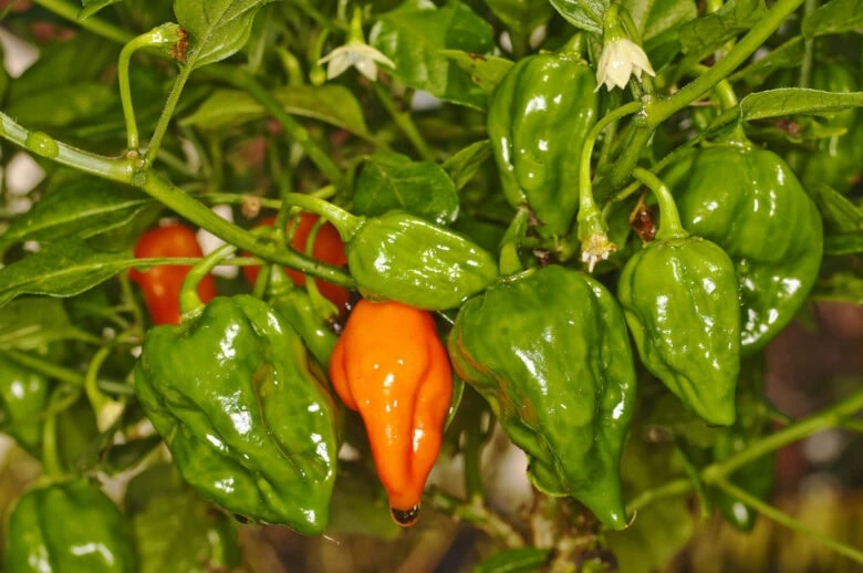 A close-up of a ghost pepper plant with green and red peppers growing among shiny leaves.