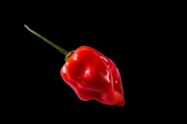 A single bright red ghost pepper with a green stem against a black background.