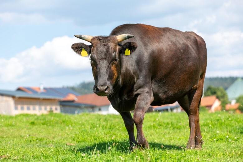A brown cow with horns and yellow ear tags stands in a grassy field, reminiscent of how Wagyu beef is raised, with buildings and a partly cloudy sky in the background.